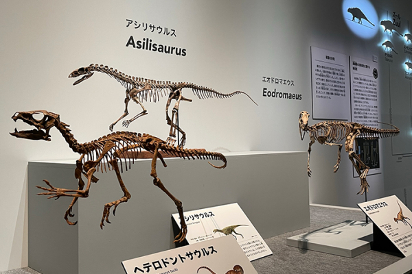 国立科学博物館 特別展「恐竜博2023」内覧会レポート | 松坂屋上野店