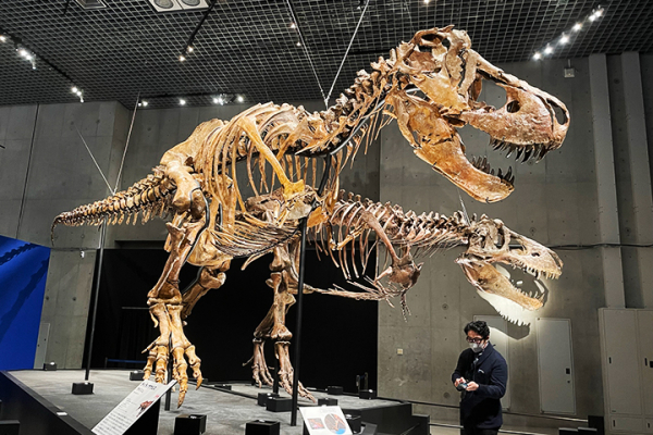 国立科学博物館 特別展「恐竜博2023」内覧会レポート | 松坂屋上野店